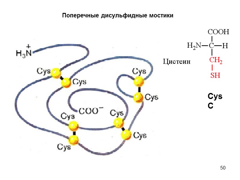 50 Поперечные дисульфидные мостики Cys C
